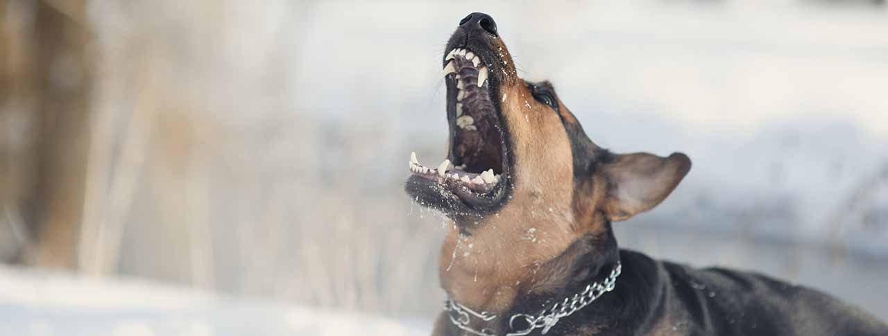 Claiming for Dog Attacks