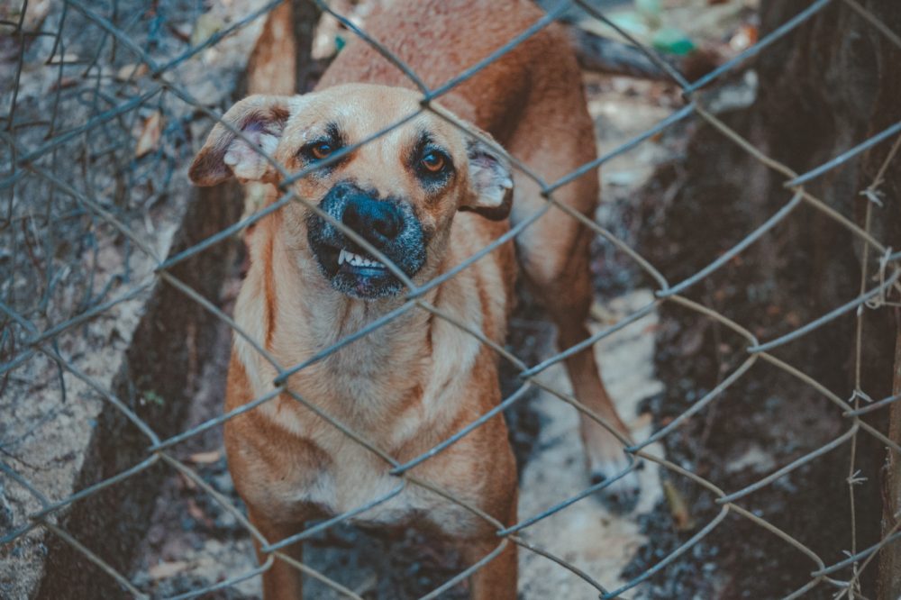 Understanding Animal Attacks Compensation Claims