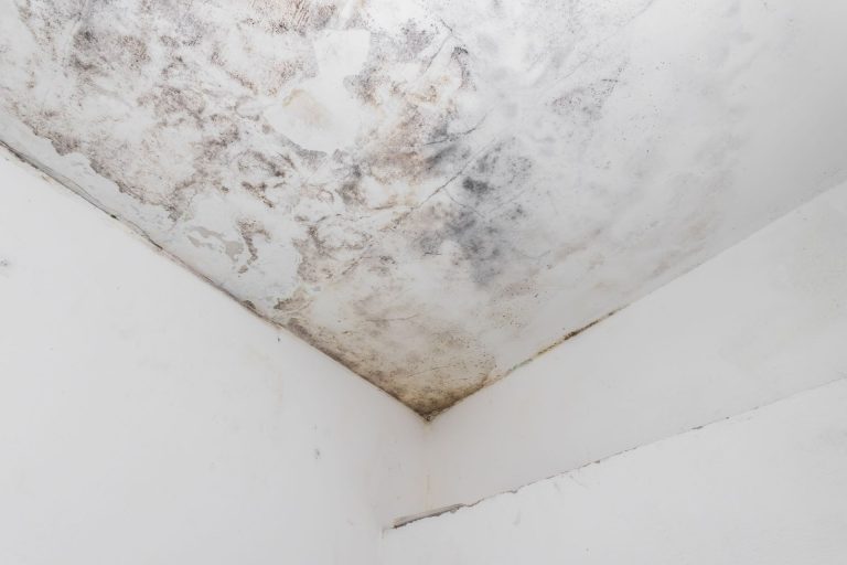 The roof of a room covered in mould.
